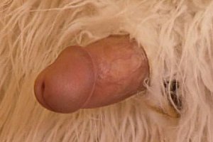 japanesewifesexwith